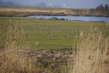 Avocets arrive in force